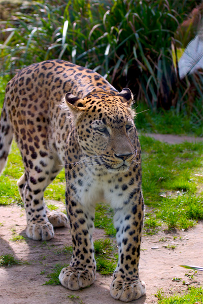 Kölner Leopard