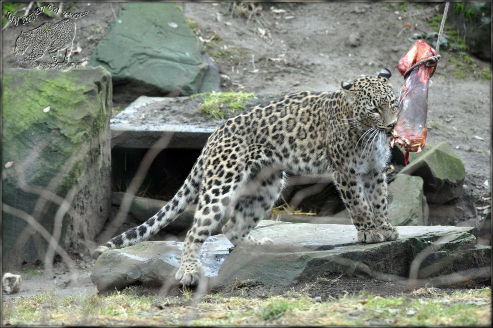 Kölner Leopardendame