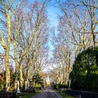 Kölner Melatenfriedhof