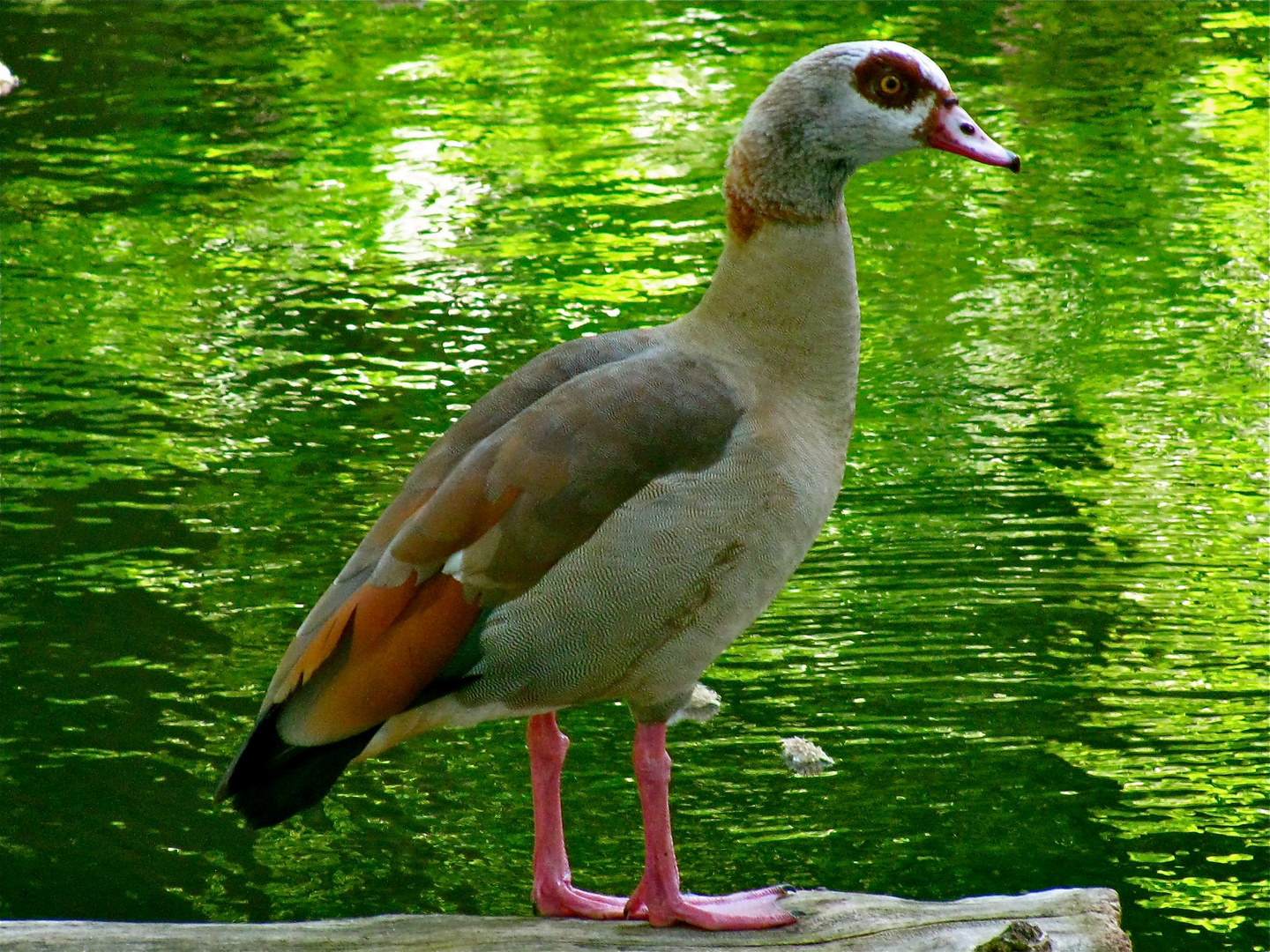 .."KÖLNER" NILGANS !!..