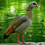 .."KÖLNER" NILGANS !!..