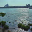 Kölner Rheinufer im Gegenlicht