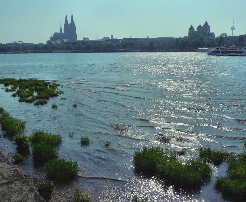 Kölner Rheinufer im Gegenlicht