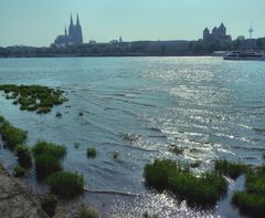 Kölner Rheinufer im Gegenlicht