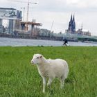 Kölner Stadt-Schaf