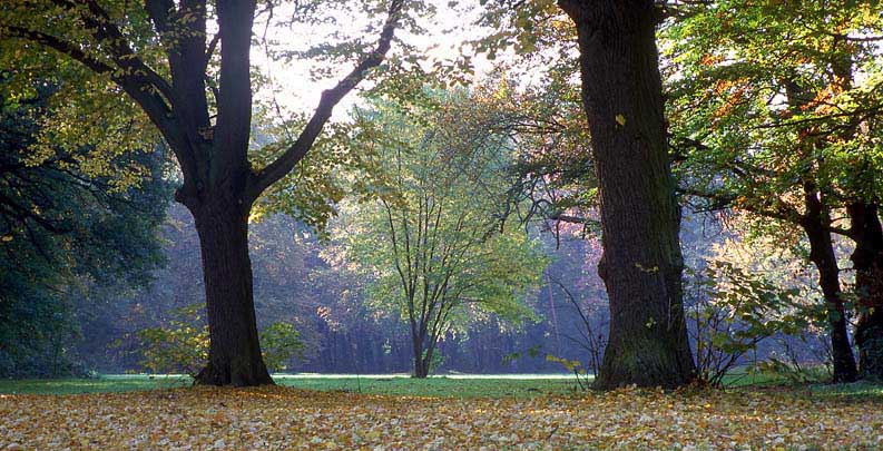 Kölner Stadtwald - Spätherbst