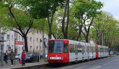 Kölner Straßenbahn im frischen Frühling