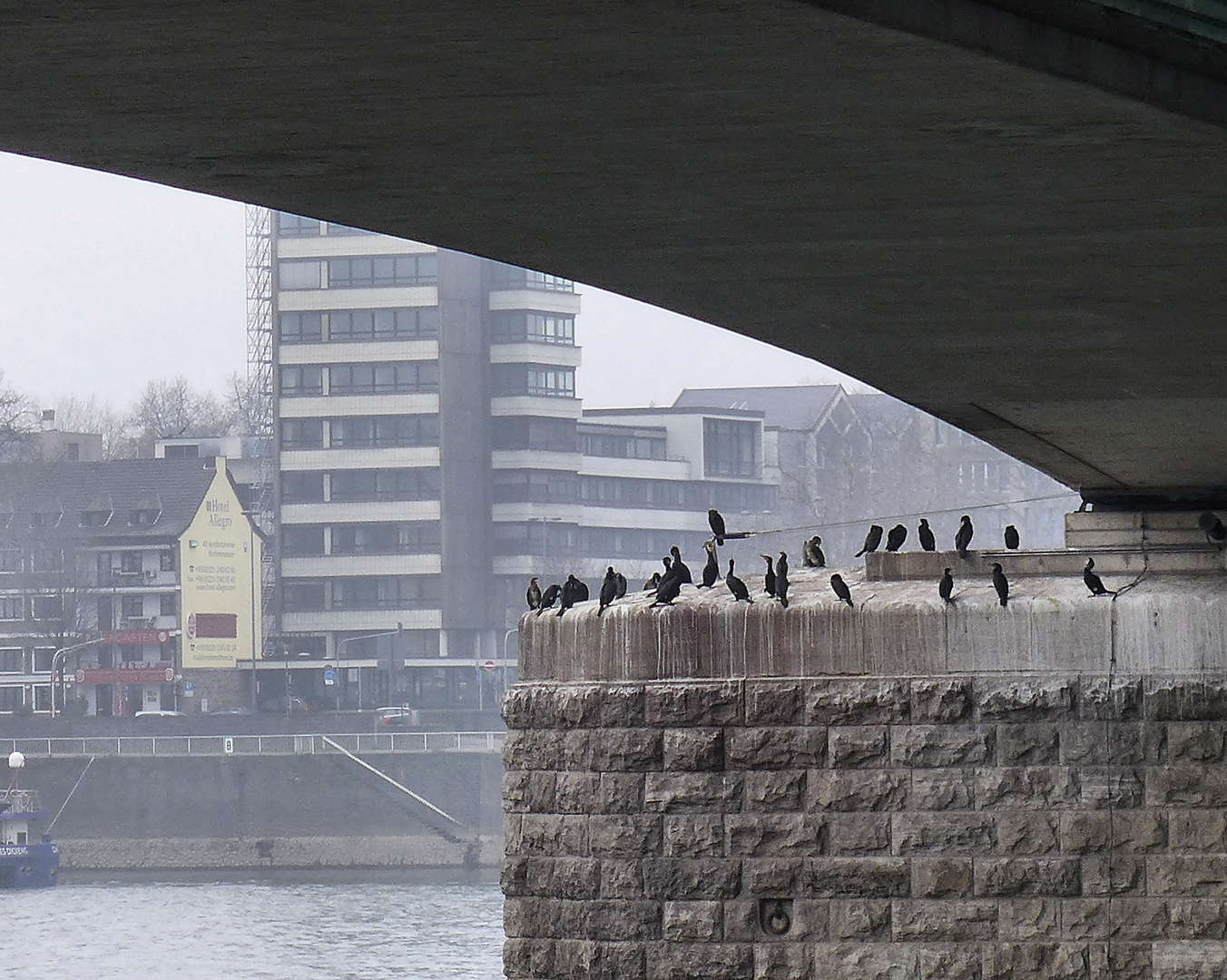 Kölner "Vogelinsel"