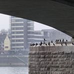 Kölner "Vogelinsel"