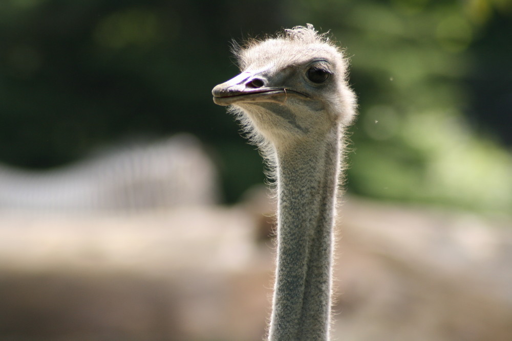 Kölner Vogelstrauß