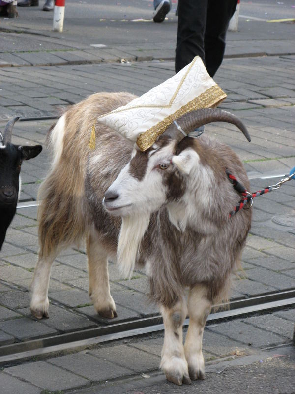 Kölner Ziege mit Narrenkappe !!!