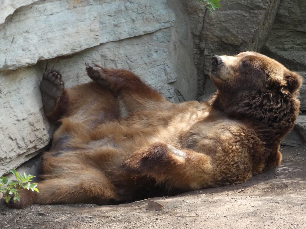 Kölner Zoo