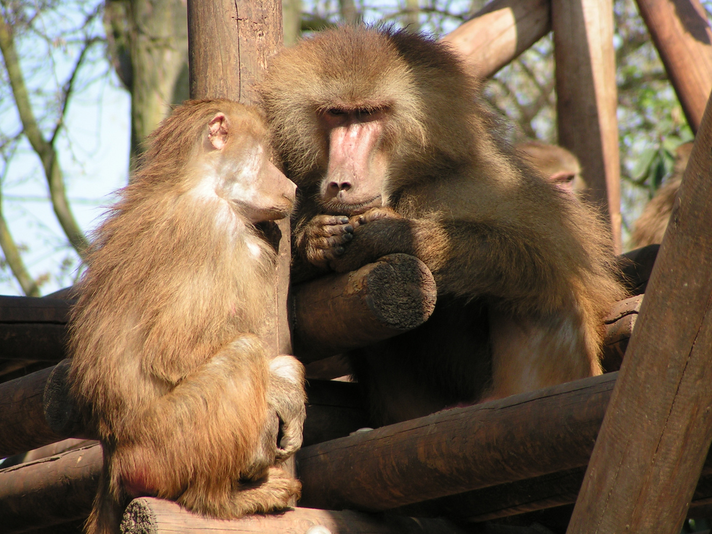 Kölner Zoo