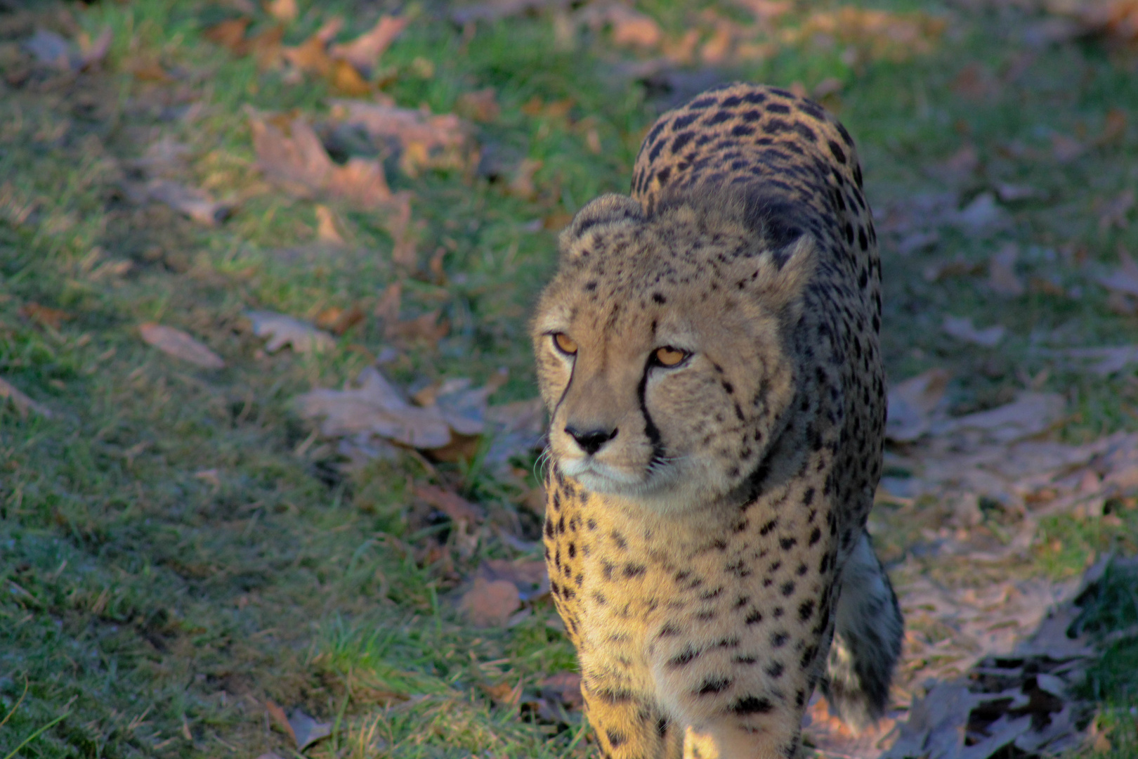 Kölner Zoo 1