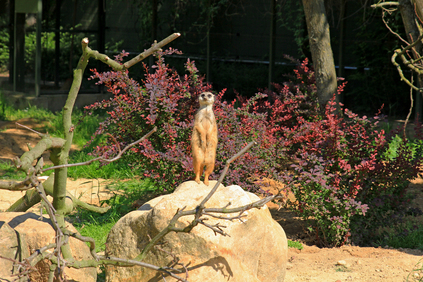 Kölner Zoo 1