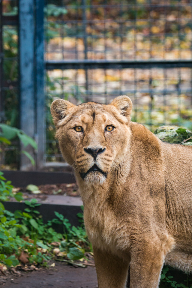 Kölner Zoo