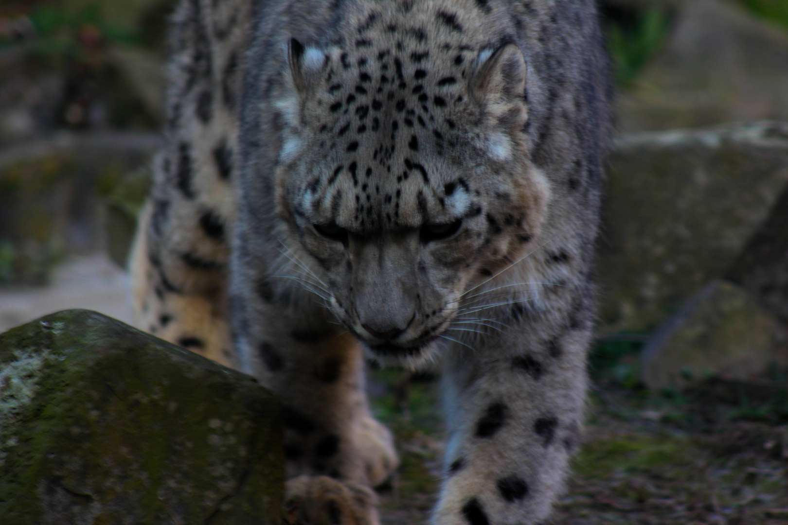 Kölner Zoo 2