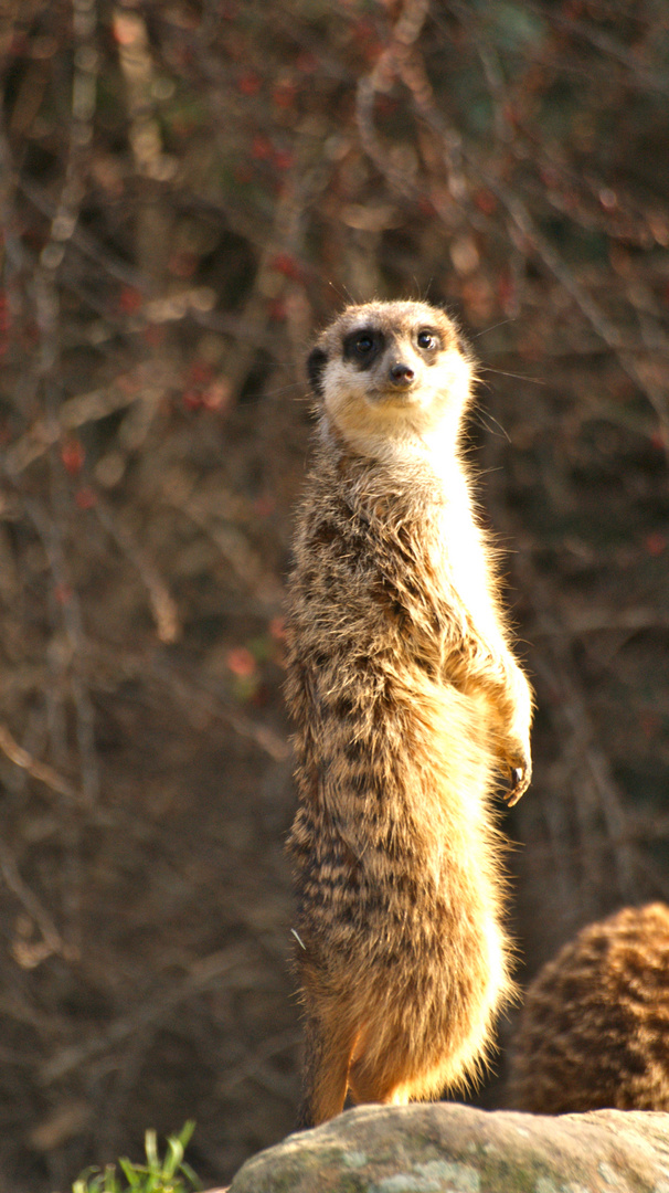 Kölner Zoo (2)