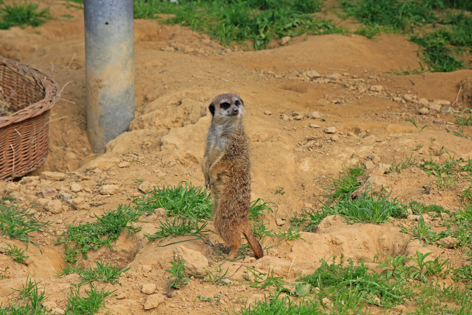 Kölner Zoo 2