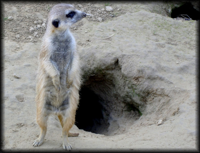 Kölner Zoo 2004