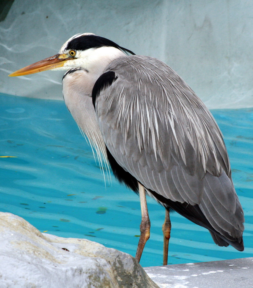 Kölner Zoo 2007