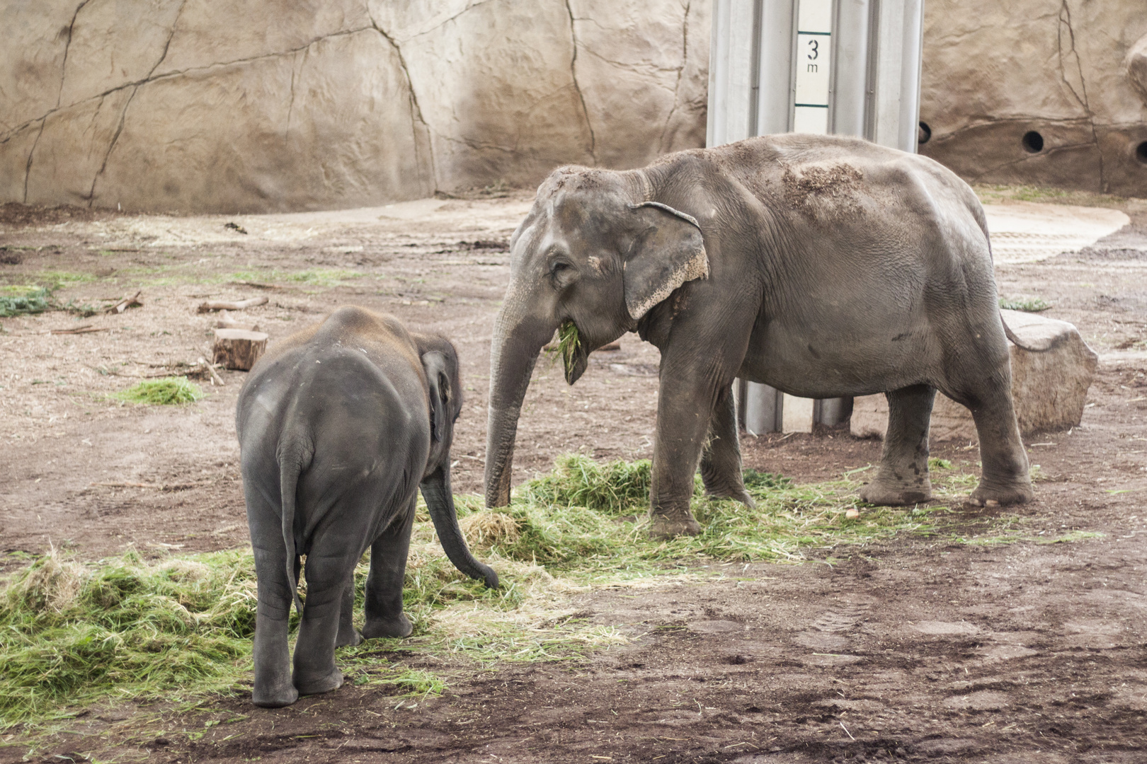 Kölner Zoo "2017"