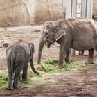 Kölner Zoo "2017"