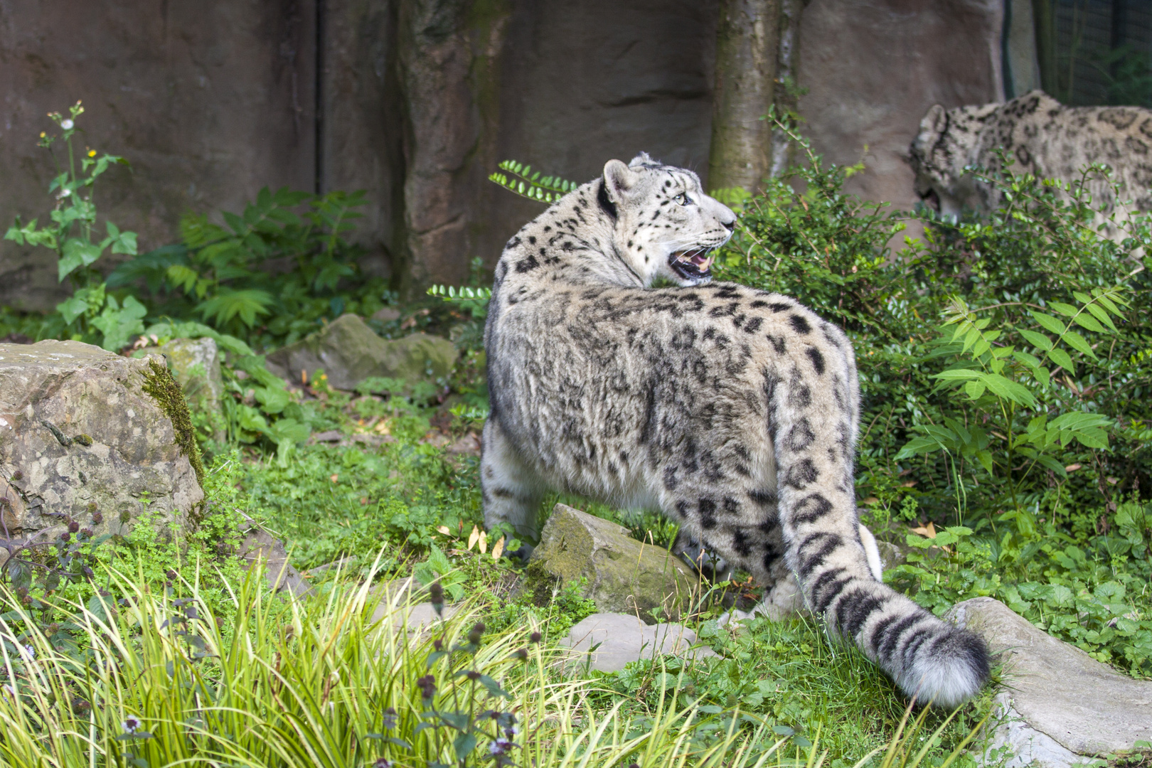 Kölner Zoo "2017"