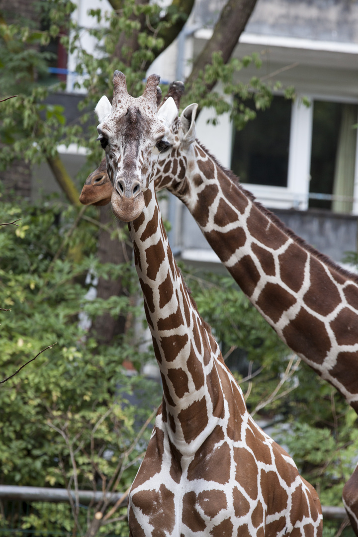 Kölner Zoo "2017"