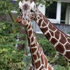 Kölner Zoo "2017"