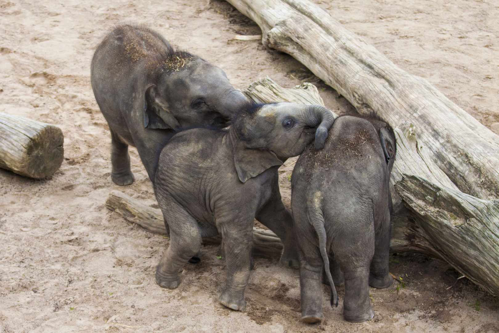 Kölner Zoo "2017"