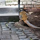 Kölner Zoo "2017"