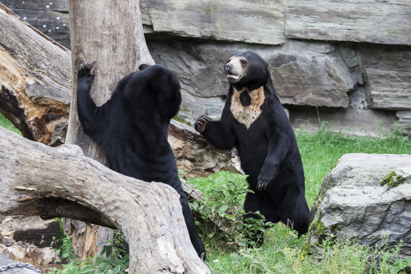 Kölner Zoo "2017"