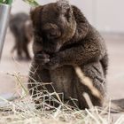 Kölner Zoo "2017"