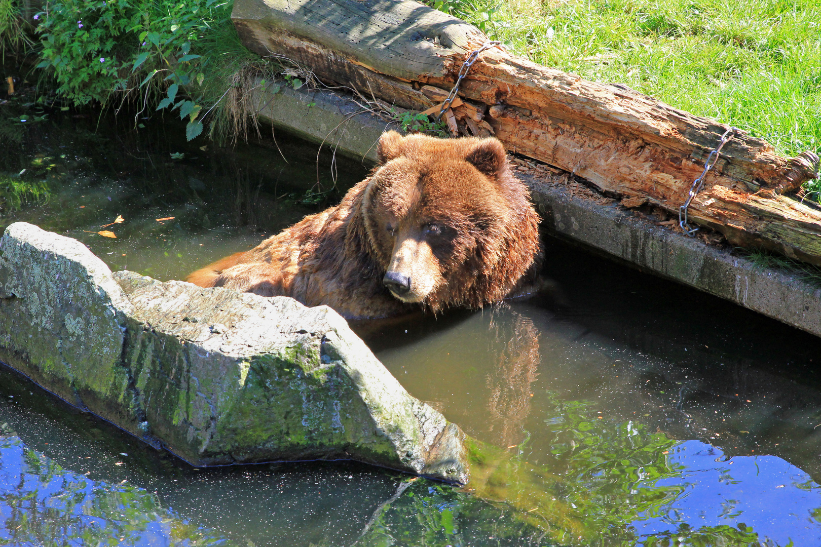 Kölner Zoo 4