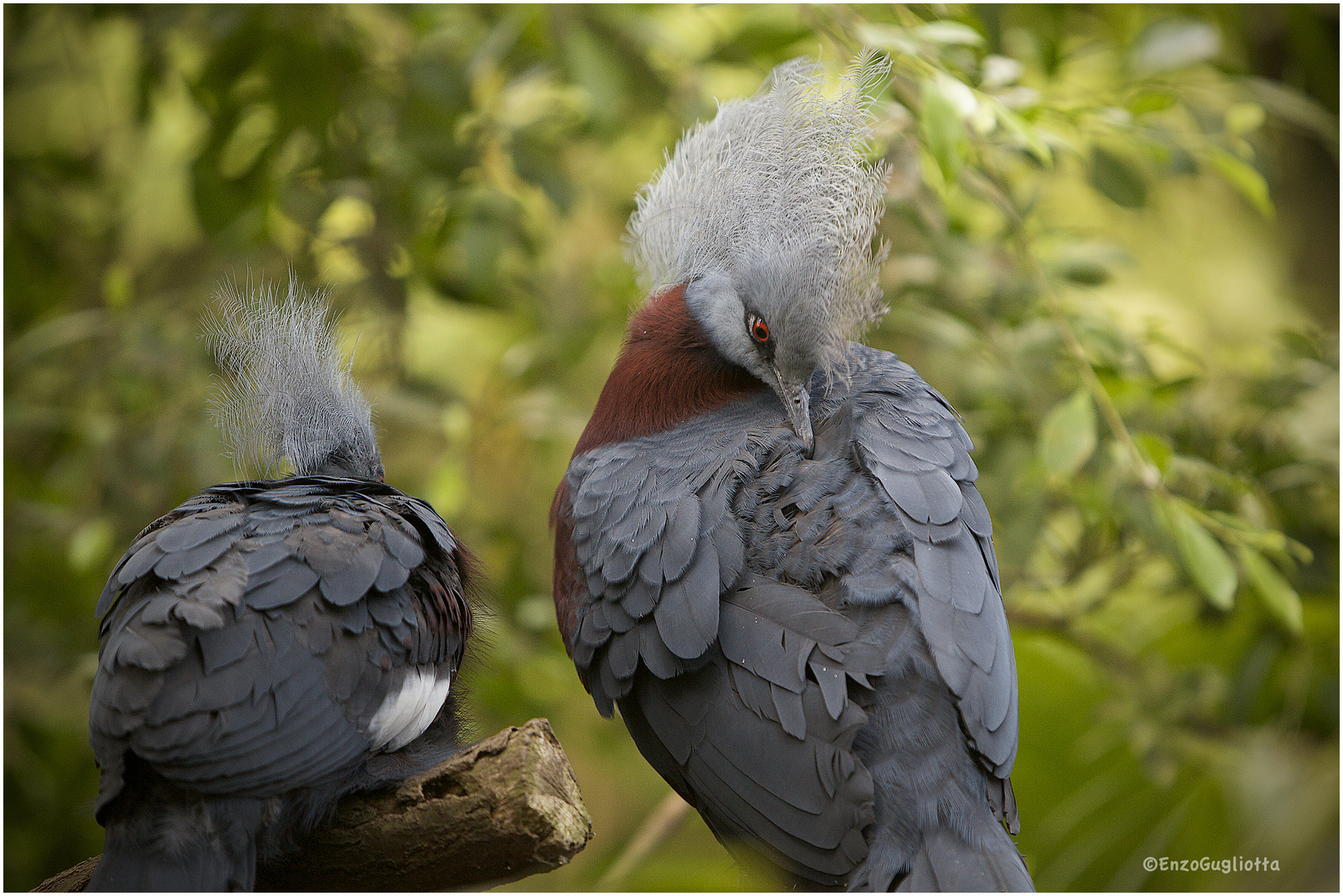 kölner zoo 4