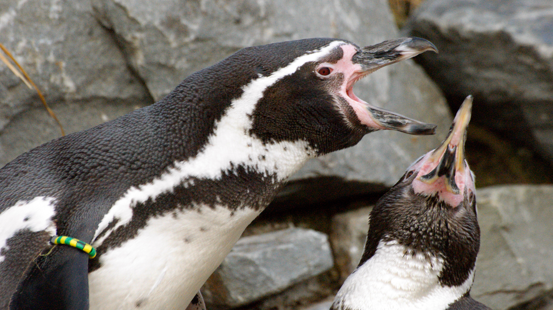 Kölner Zoo (4)