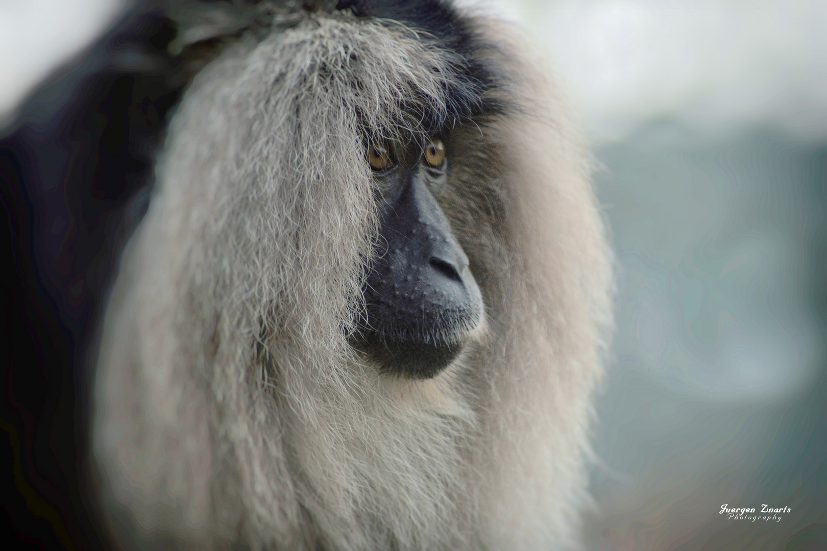 Kölner Zoo .......