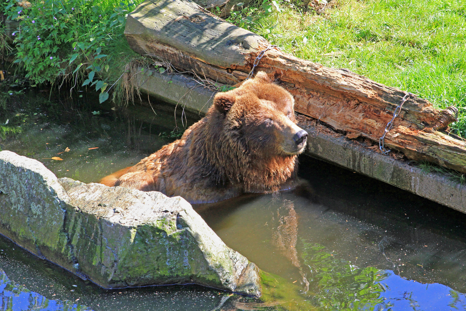 Kölner Zoo 5