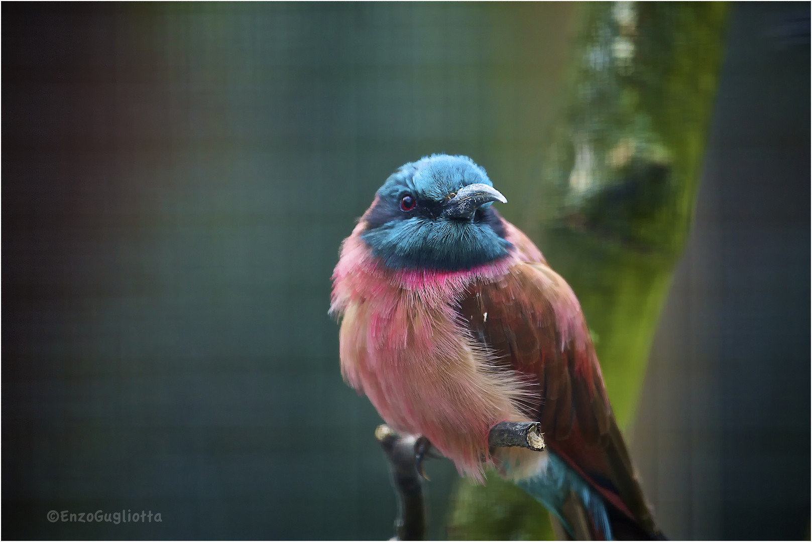 kölner zoo