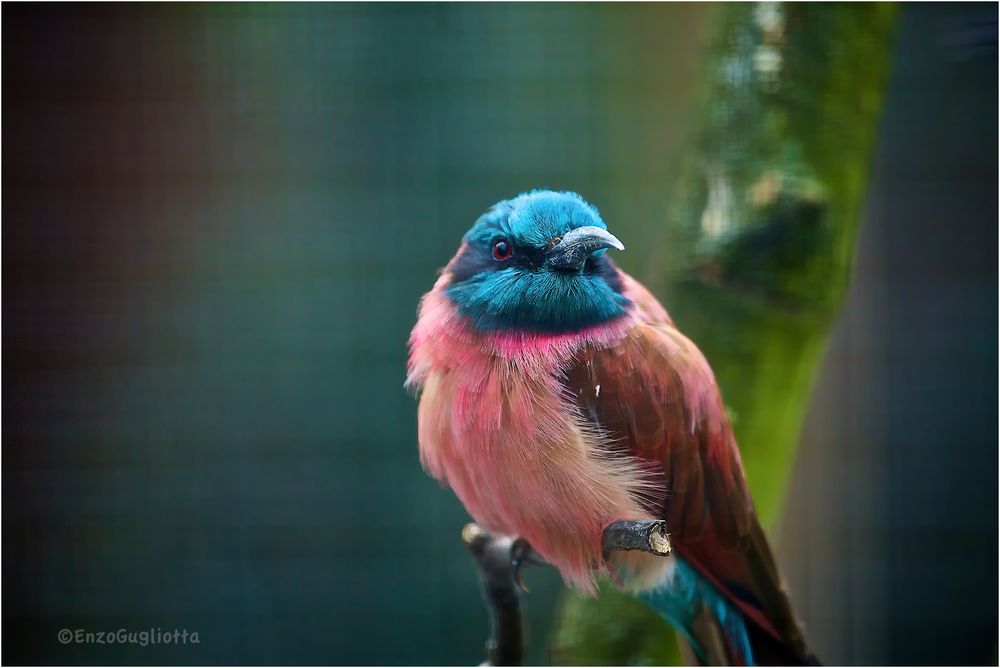 kölner zoo