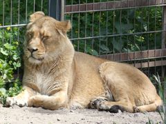 Kölner Zoo