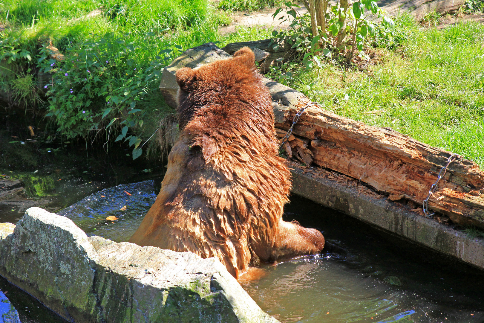 Kölner Zoo 6