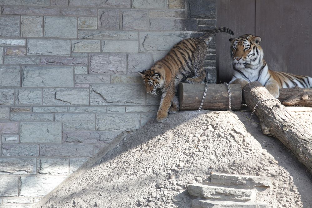 Kölner Zoo 6