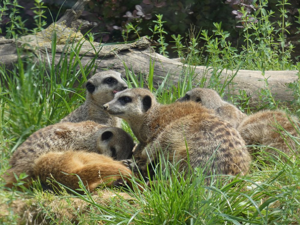 Kölner Zoo