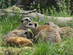 Kölner Zoo