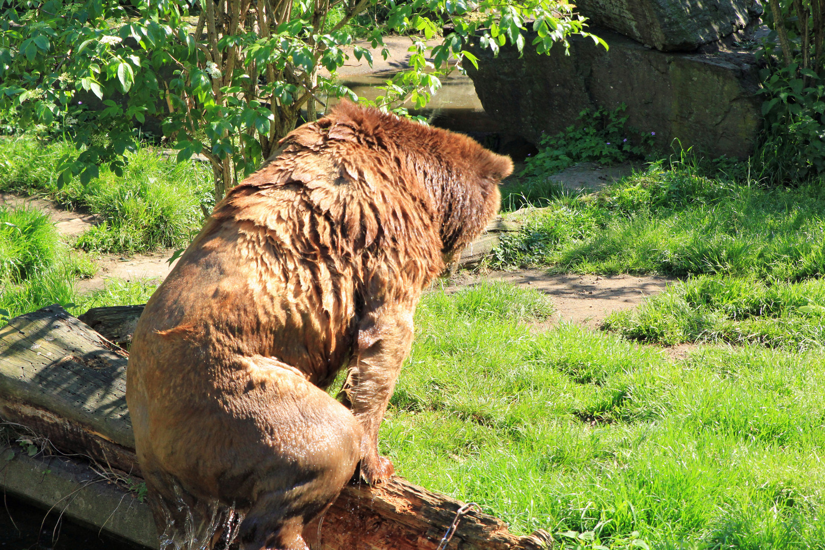 Kölner Zoo 7