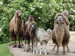 Kölner Zoo