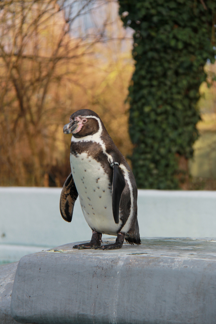 Kölner Zoo