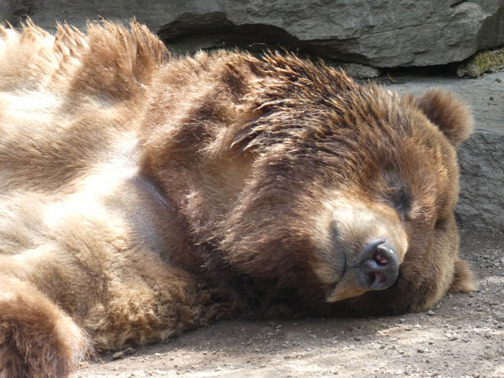 Kölner Zoo